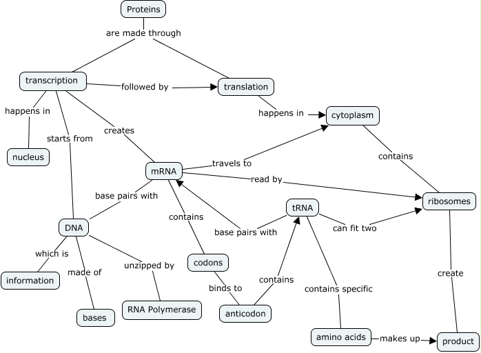 Protein Synthesis